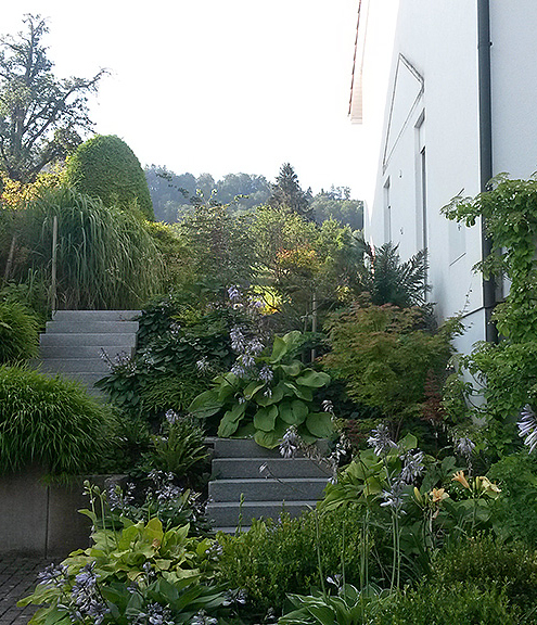 Frontgarden after redesign with stony stairs and lush planting invites the observer to visit more of this beautiful garden.